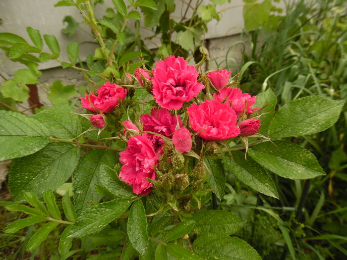 082 - 2016 Flori si Trandafiri