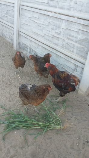 IMG-20160714-WA0002 - ARAUCANA achizitie Germania