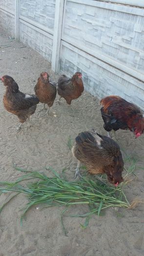 IMG-20160714-WA0003 - ARAUCANA achizitie Germania