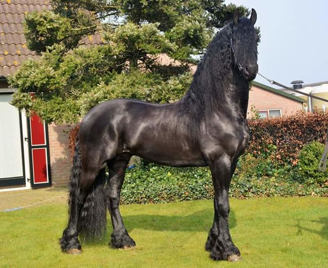 13419166_1116461845082292_459838451259935220_n