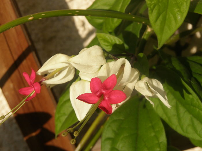 Clerodendron Thomsoniae; Prima inflorire
