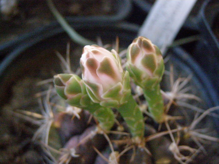P7090060 - Suculente si cactusi - infloriri