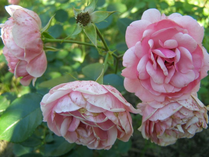 P7070049 - Trandafiri - infloriri