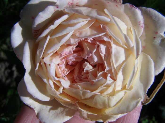 Dames de Chenonceau - Trandafiri - infloriri