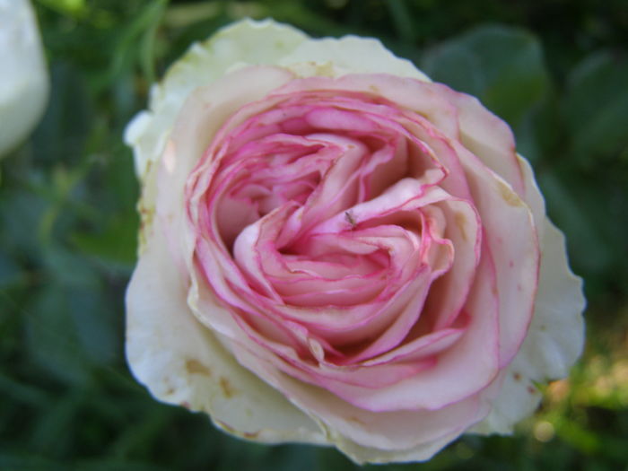 P7070055 - Trandafiri - infloriri