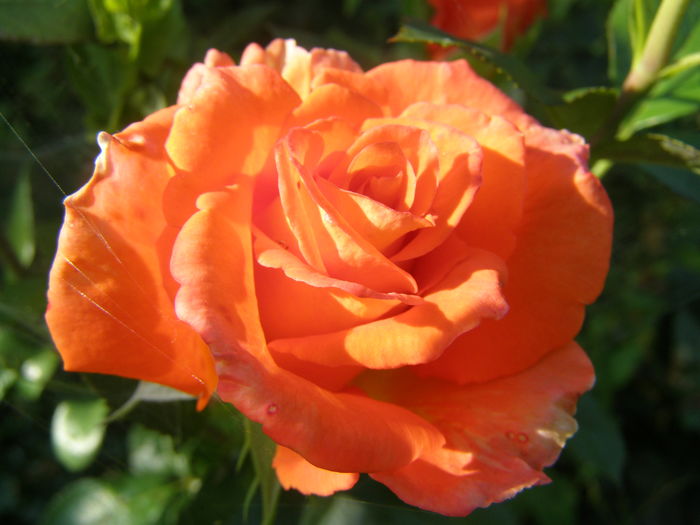 P7090073 - Trandafiri - infloriri