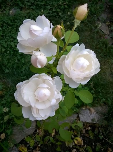 WP_20160714_095 - Glamis Castle