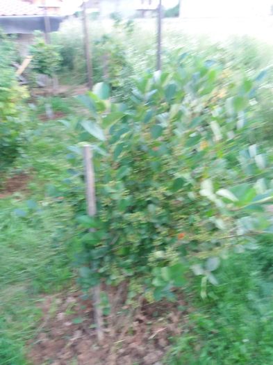 20160623_205637 - aronia