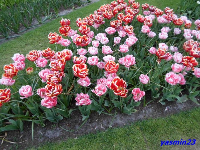 427 - 1Keukenhof  Olanda 2016