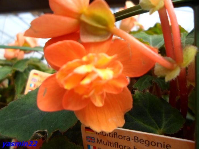 035 - 5-Begonia
