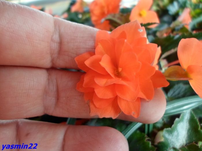 037 - 5-Begonia