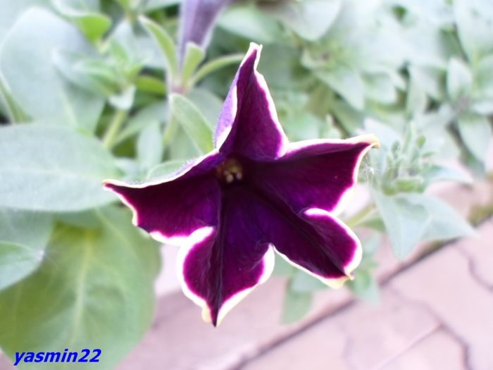 043 - X-Petunie noutăți