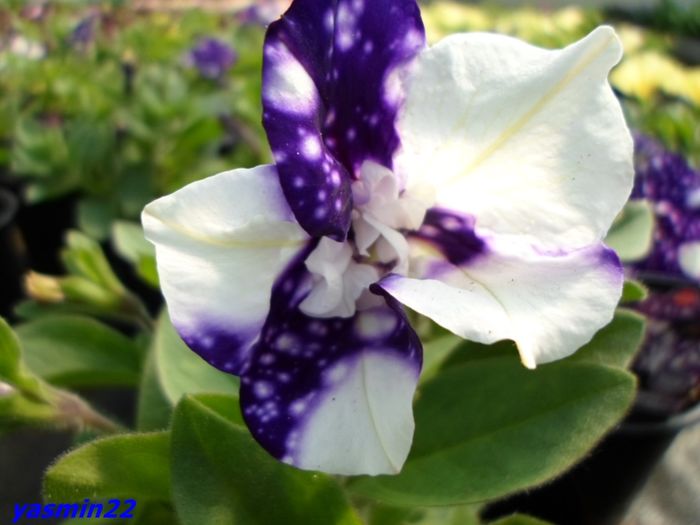 046 - X-Petunie noutăți