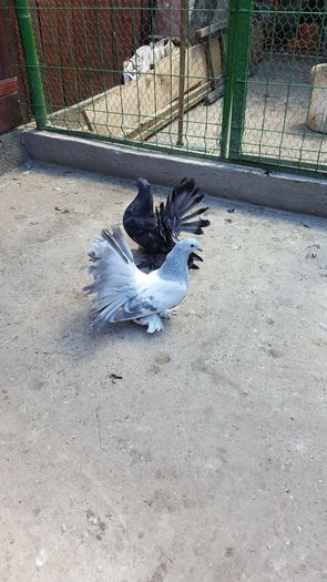 Femele 2016.Dnu.GHEARA MARIN Loc.Bradesti.Jud.Dolj - 8___-PERSOANE CU CARE AM COLABORAT- VANZARI