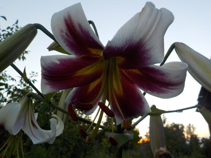 DSCN0752[1] - crini de gradina