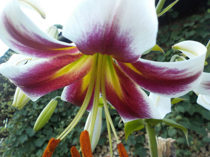 DSCN0757[1] - crini de gradina