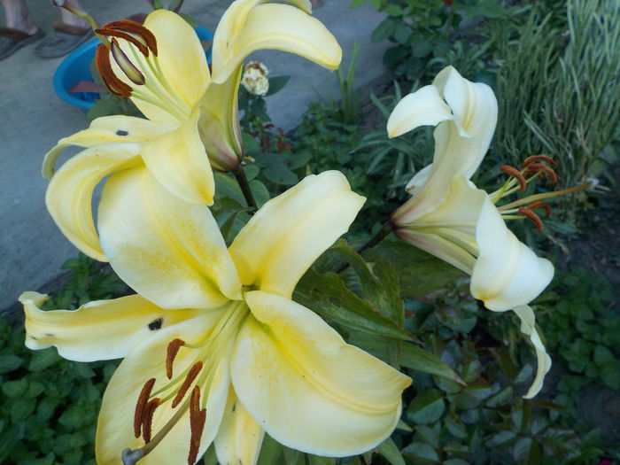 honeymon - crini de gradina