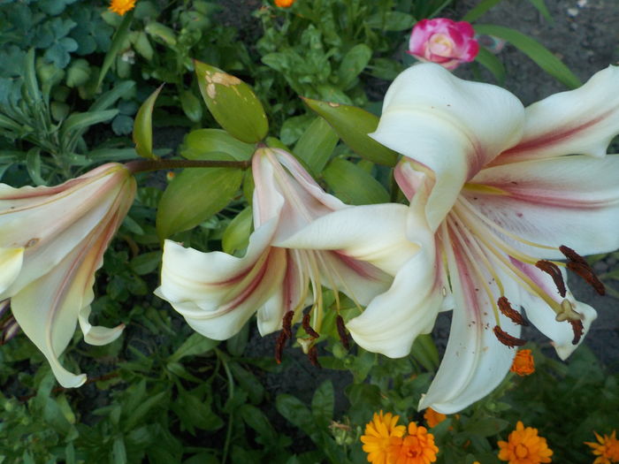 DSCN0725[1] - crini de gradina