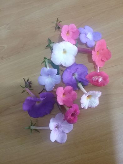 20160715_090121 - 2016 achimenes