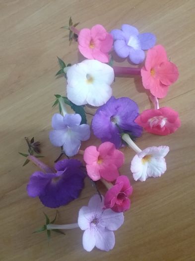 20160715_090126 - 2016 achimenes