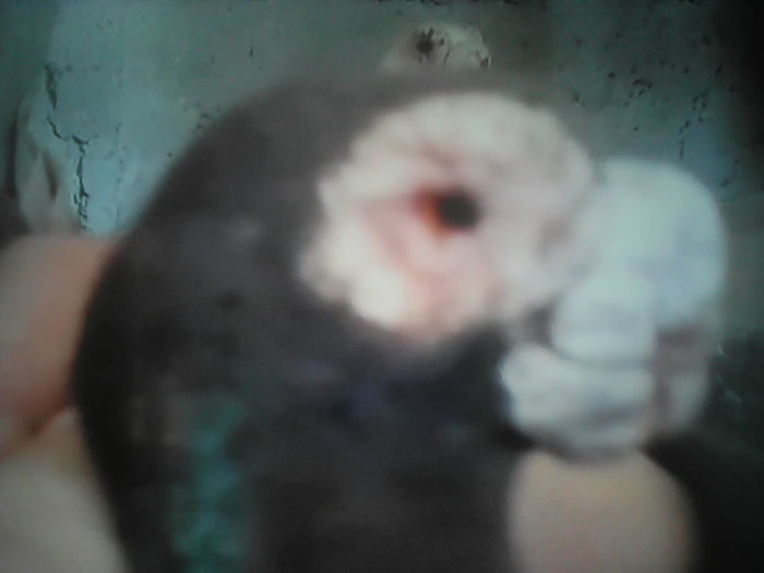 CARUNCULAT  POLONEZ ochi galbeni