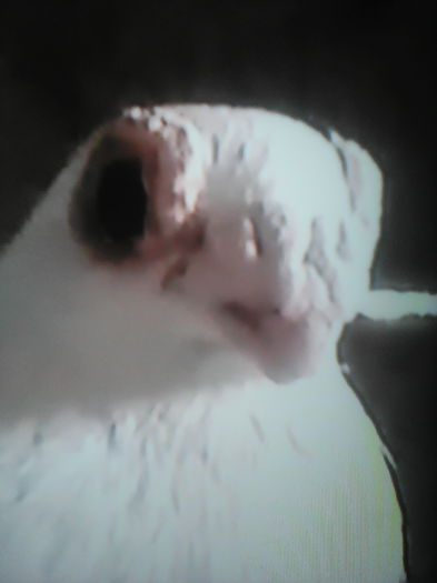 CARUNCULAT  POLONEZ  F albă