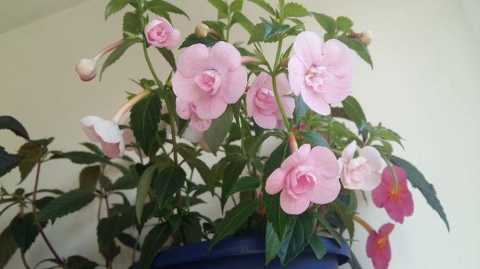 20160705_091401 - Double Pink Rose