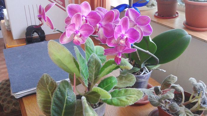 Orhidee-a doua inflorire la birou - 2016