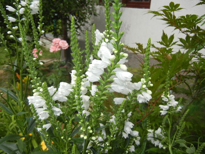 Physostegia virginiana Alba ('16,Jun.20) - PHYSOSTEGIA Virginiana Alba