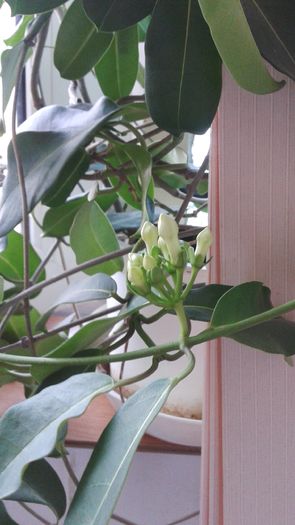 Stephanotis-inflorit dupa multi ani de asteptari,tot la birou