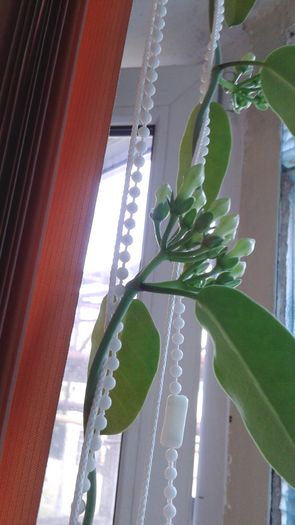 Stapanul "jaluzelelor" !