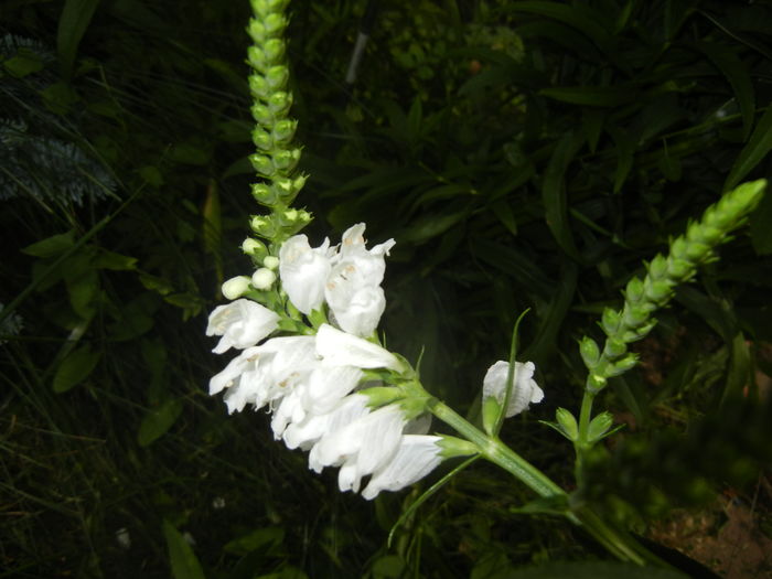 Physostegia virginiana Alba ('16,Jun.20)