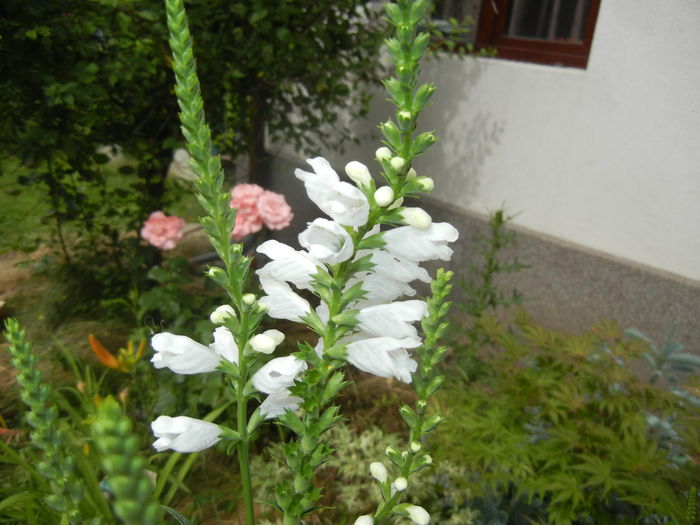 Physostegia virginiana Alba ('16,Jun.20) - PHYSOSTEGIA Virginiana Alba