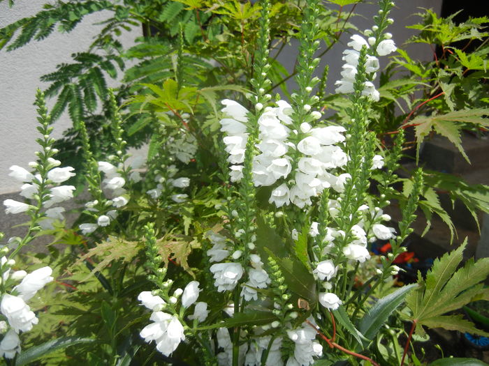 Physostegia virginiana Alba ('16,Jun.24) - PHYSOSTEGIA Virginiana Alba