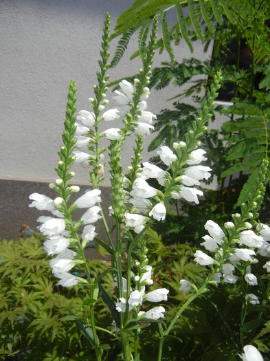 Physostegia virginiana Alba ('16,Jun.24) - PHYSOSTEGIA Virginiana Alba