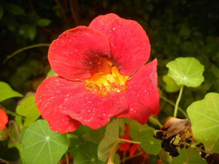 Red Nasturtium (2016, June 17) - NASTURTIUM Tropaeolum