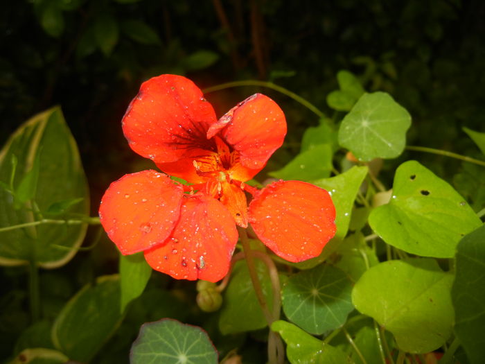 Red Nasturtium (2016, June 17) - NASTURTIUM Tropaeolum