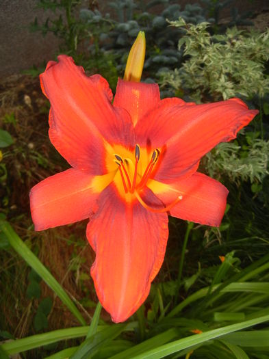 Hemerocallis Red (2015, June 21)