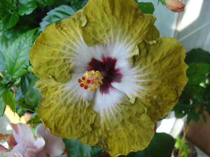 DSC06000 - Hibiscus Joseph Dimino