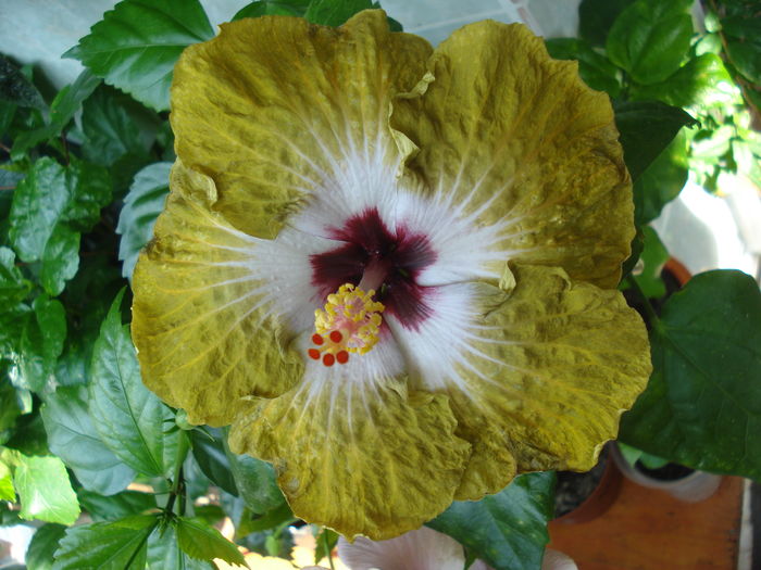 DSC06002 - Hibiscus Joseph Dimino