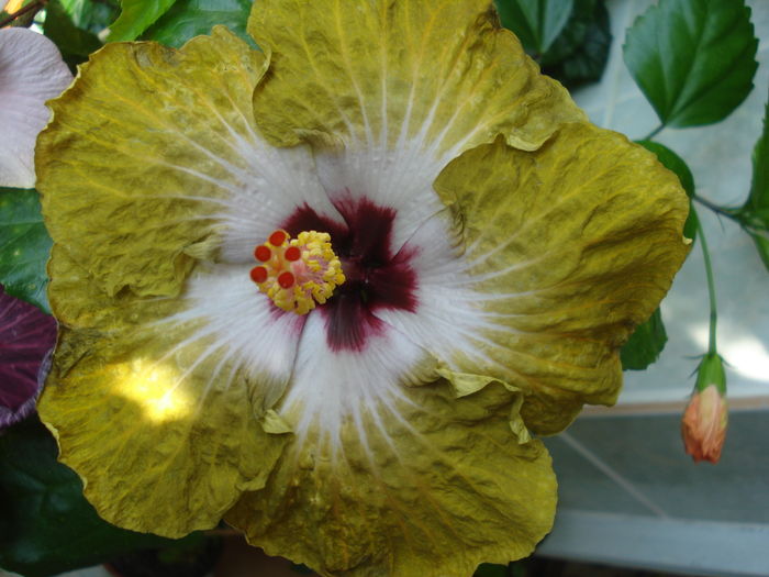 DSC06015 - Hibiscus Joseph Dimino