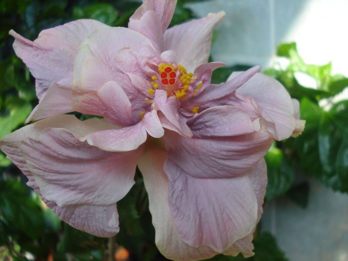 DSC05986 - Hibiscus Key West Thunderhead