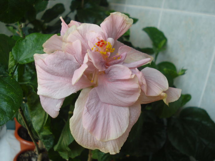 DSC06036 - Hibiscus Key West Thunderhead