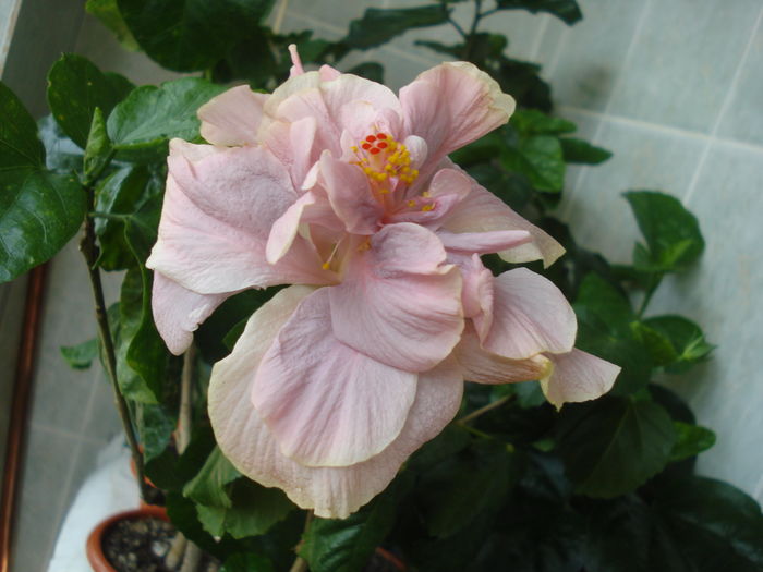 DSC06037 - Hibiscus Key West Thunderhead