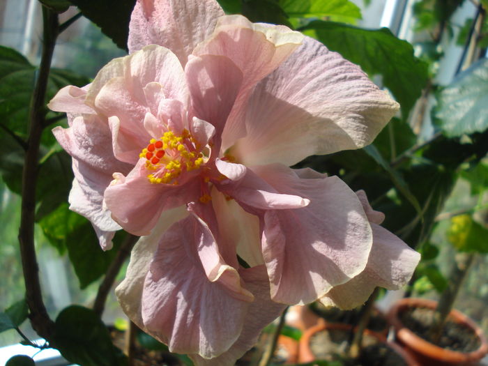 DSC06040 - Hibiscus Key West Thunderhead