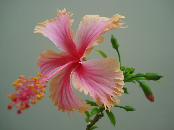 DSC06023 - FLORI 2016