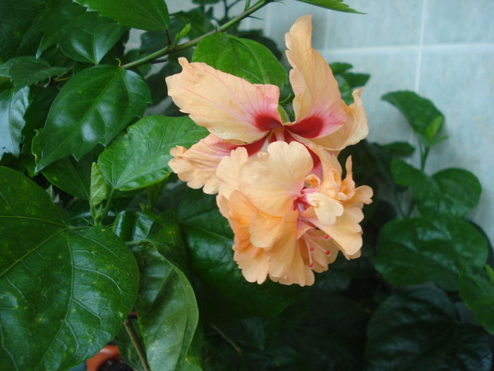 DSC06031 - FLORI 2016