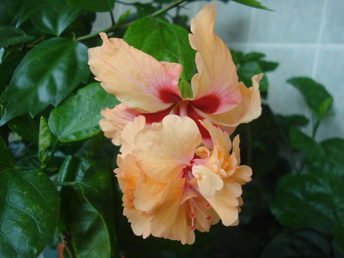 DSC06032 - FLORI 2016