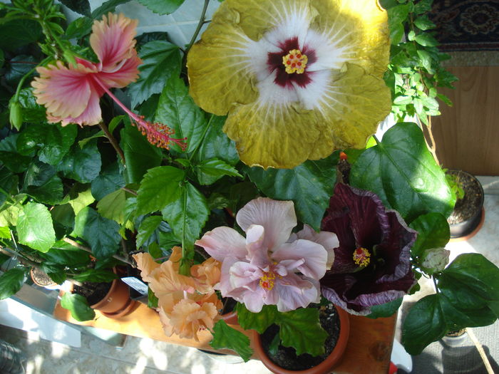 DSC06008 - FLORI 2016