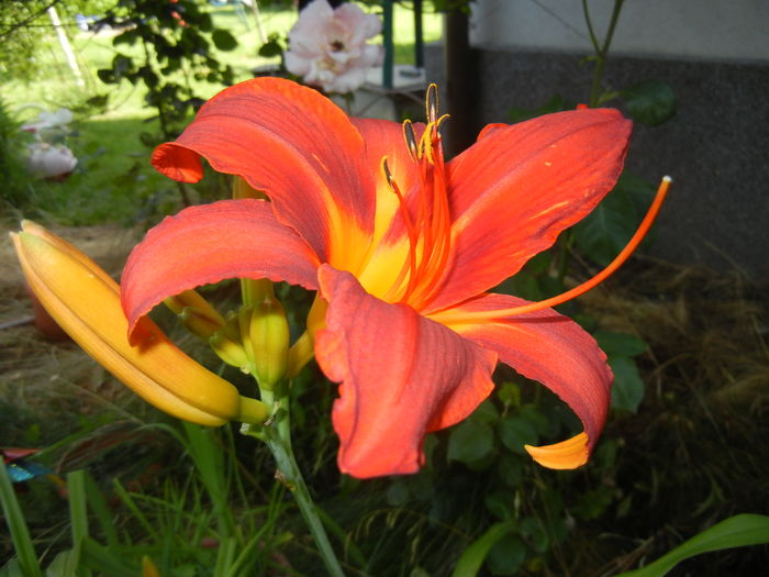 Hemerocallis Red (2015, June 23)